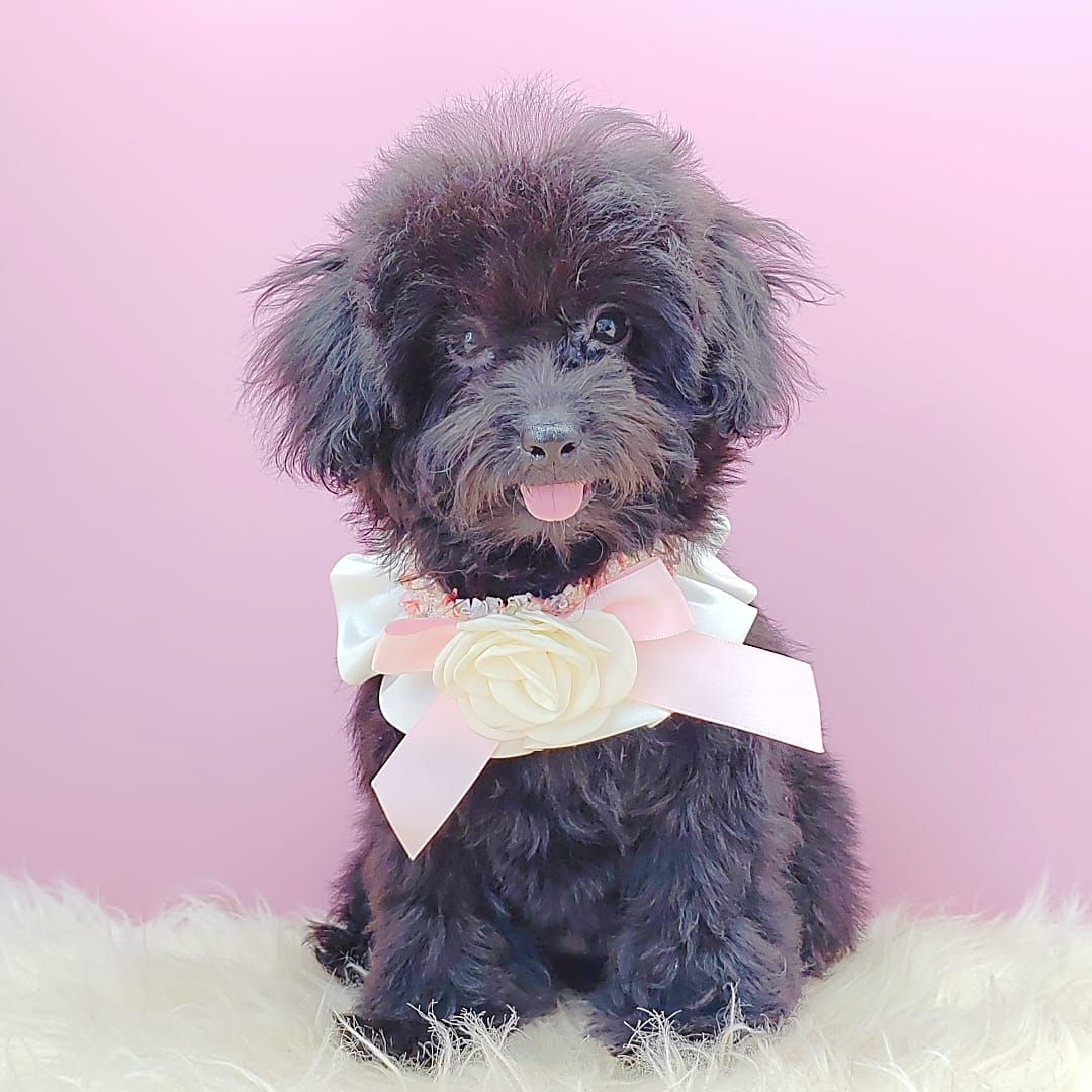 Poodle 娉拌开璐靛