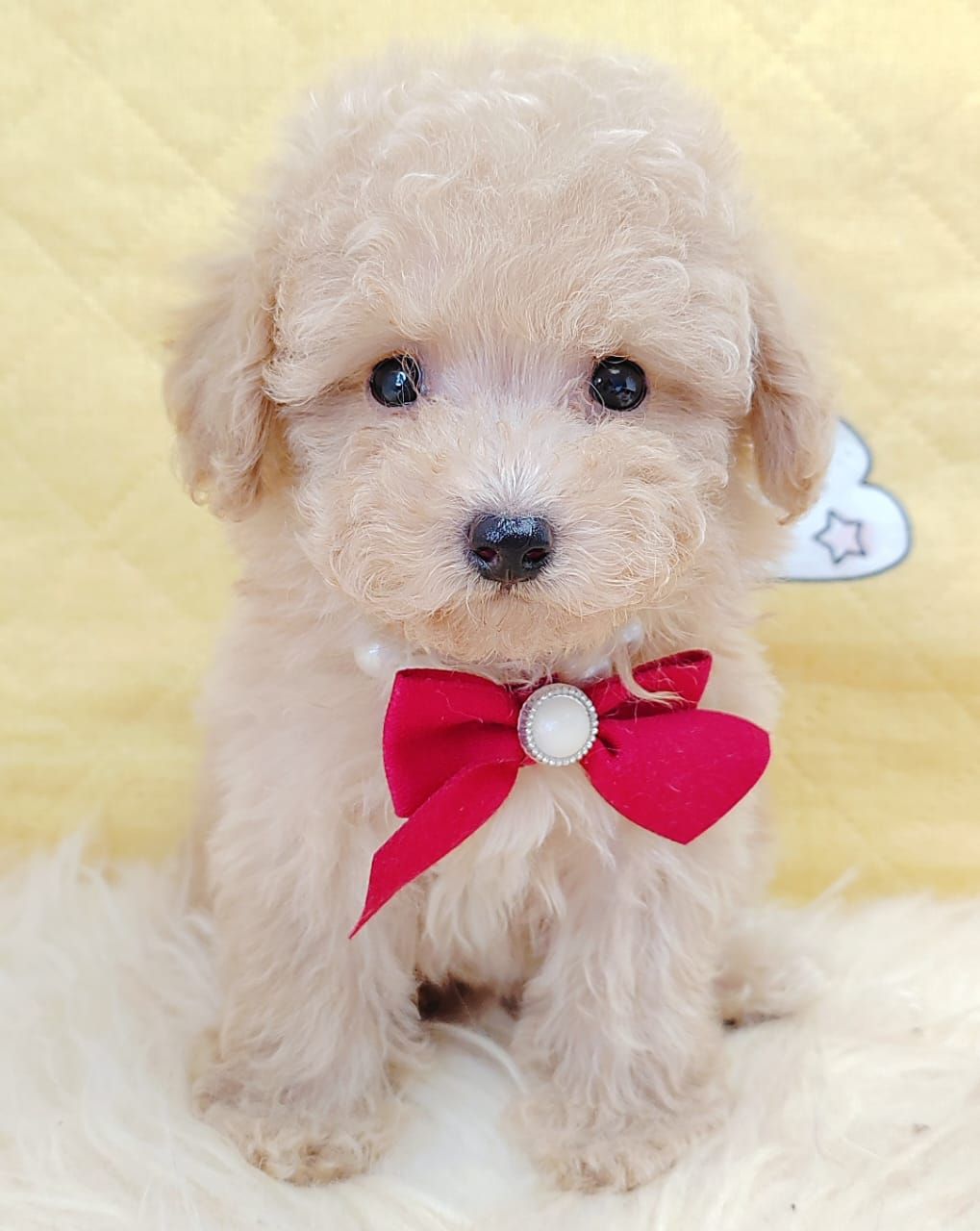 Poodle 娉拌开璐靛