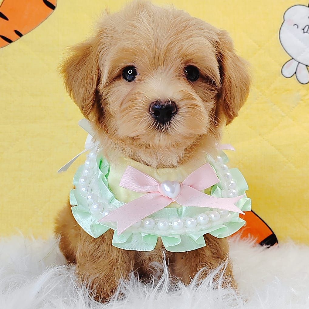 Maltipoo 马尔泰迪