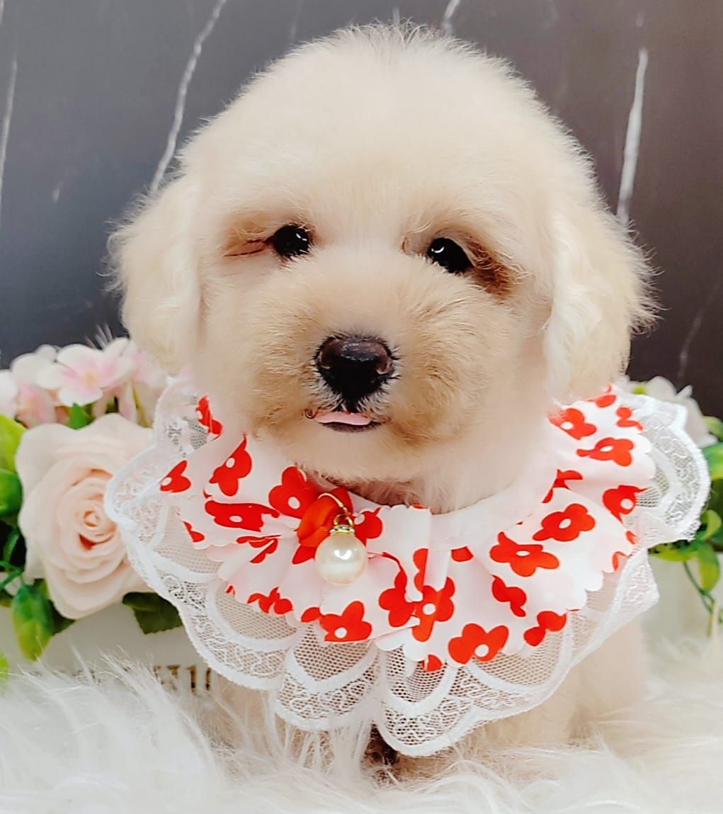 Poodle 娉拌开璐靛