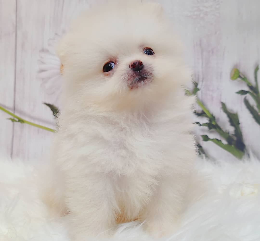 Pomeranian 博美