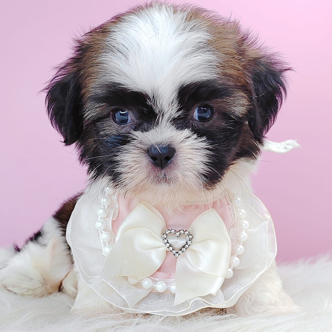 Shih Tzu 西施