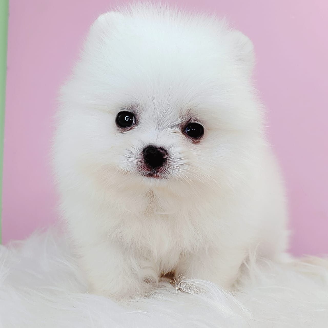 Pomeranian 博美