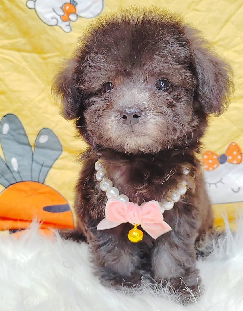 Poodle 璐靛娉拌开