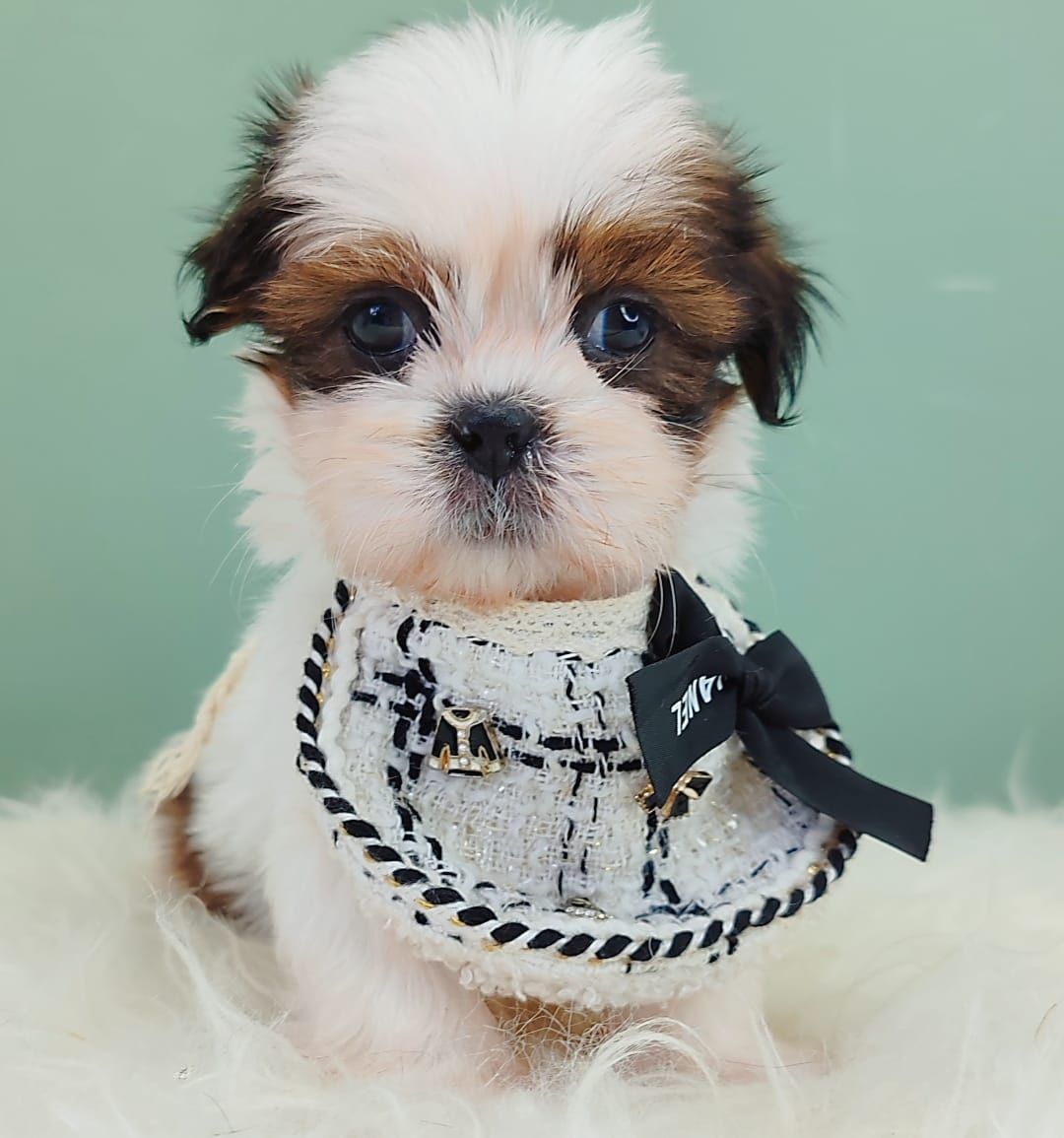 Shih Tzu 西施