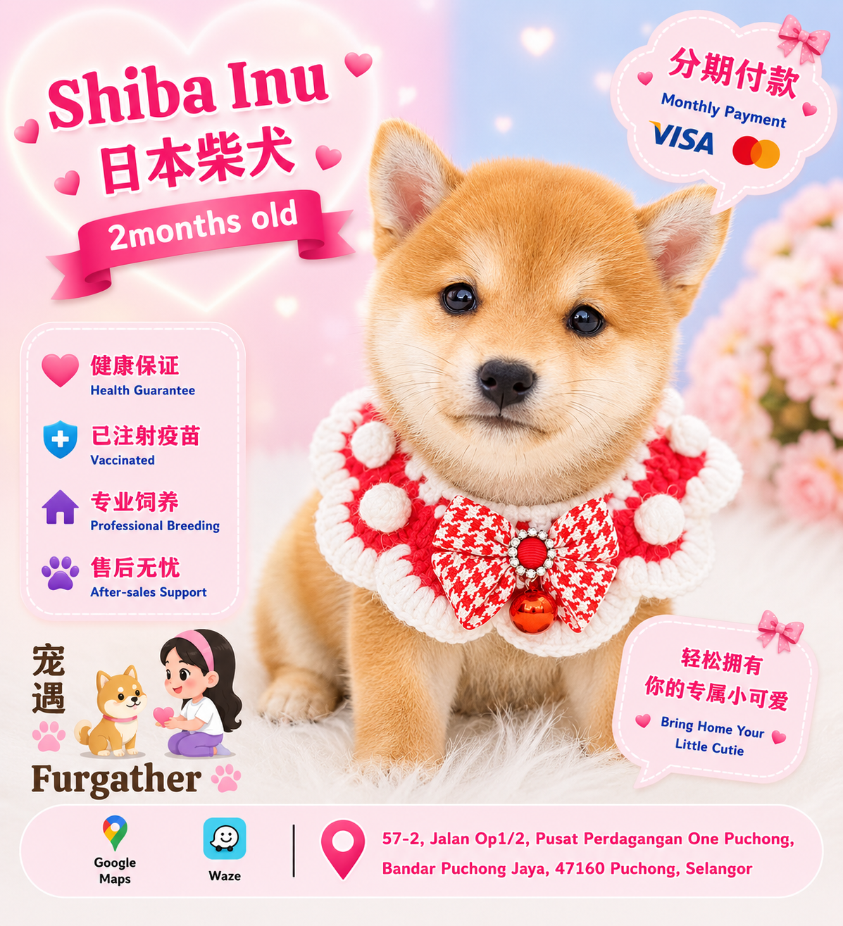 Shiba Inu 柴犬