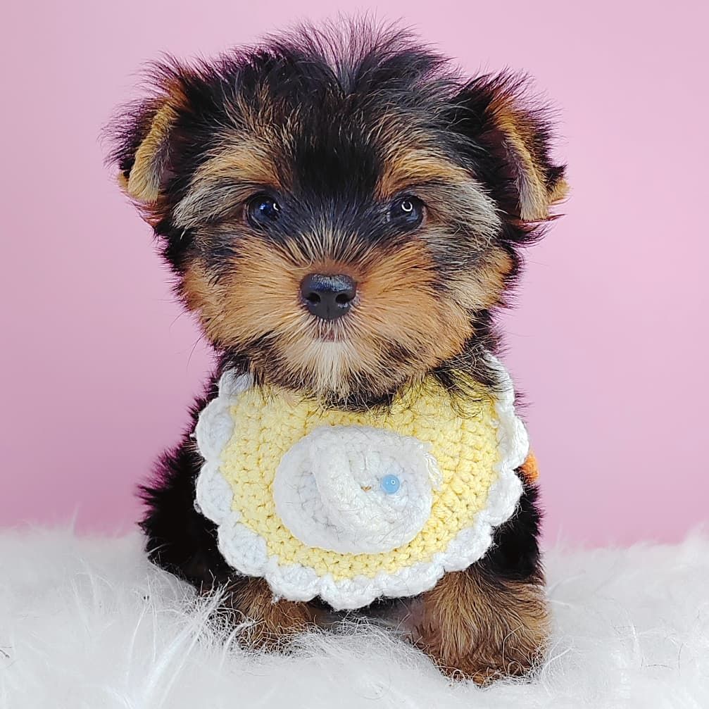 Yorkshire Terrier 约克夏