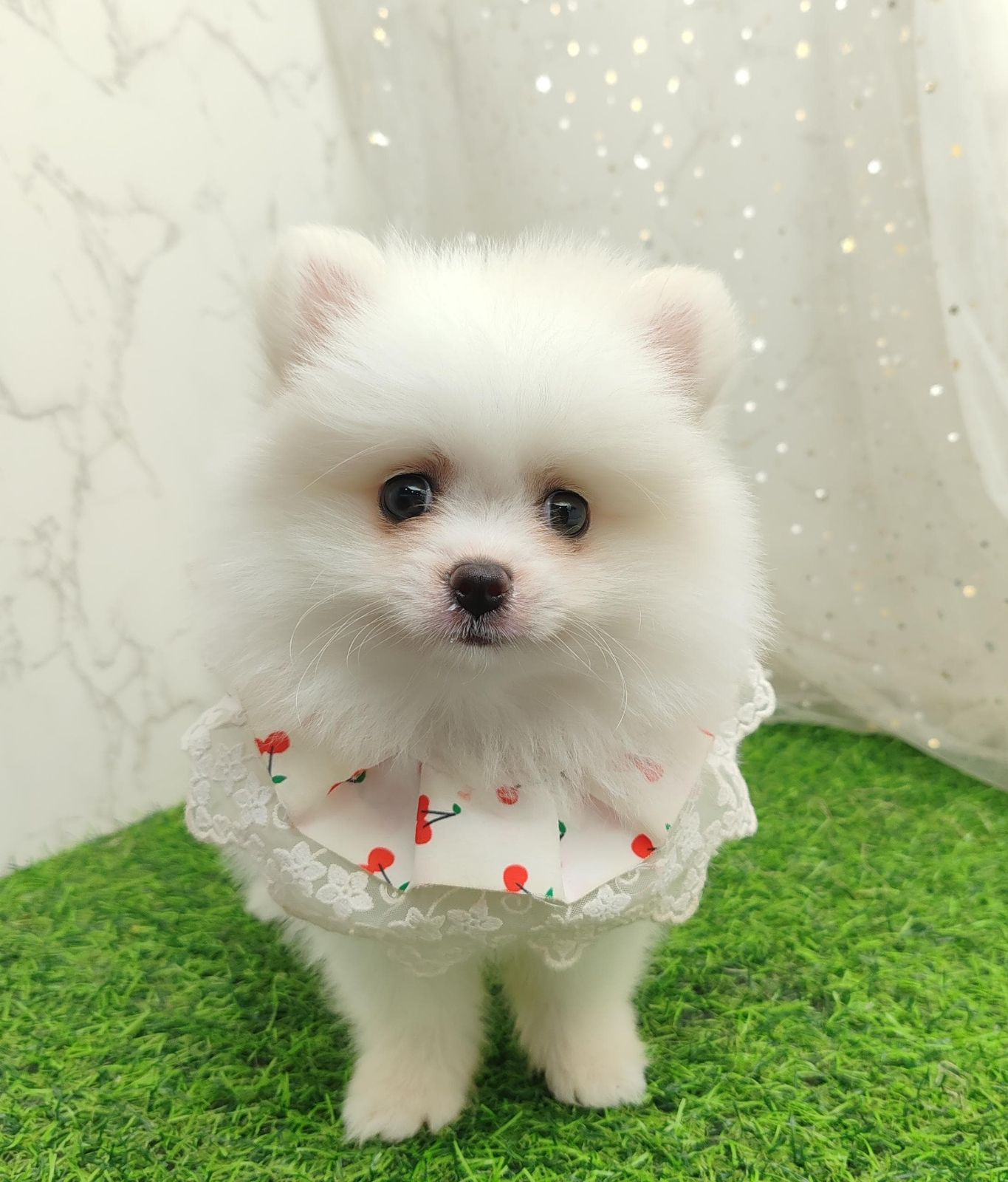 Pomeranian 博美