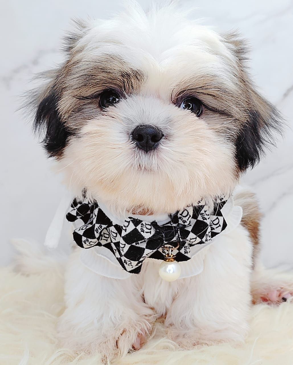  Shih Tzu 西施