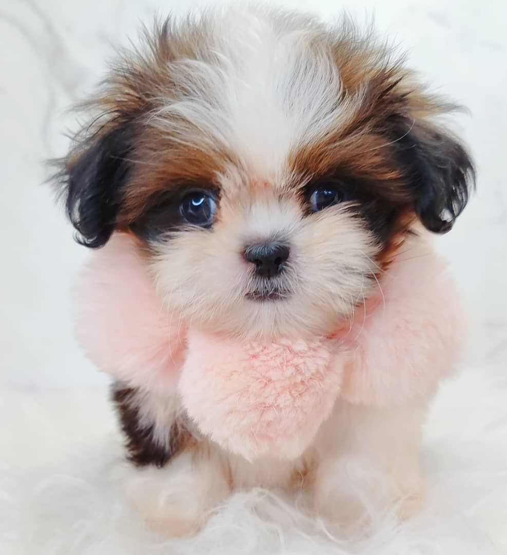 Shih Tzu 西施
