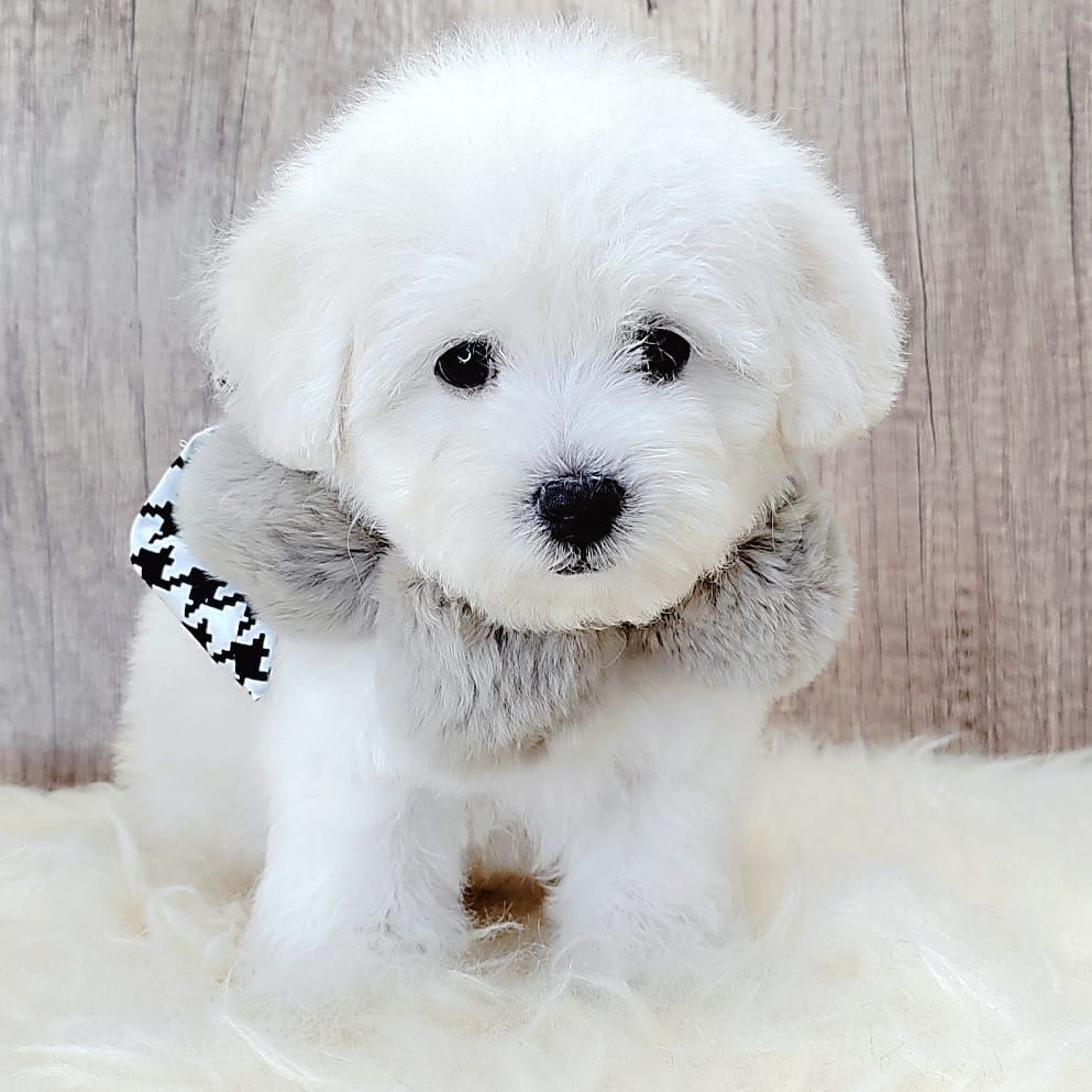 Poodle 娉拌开璐靛