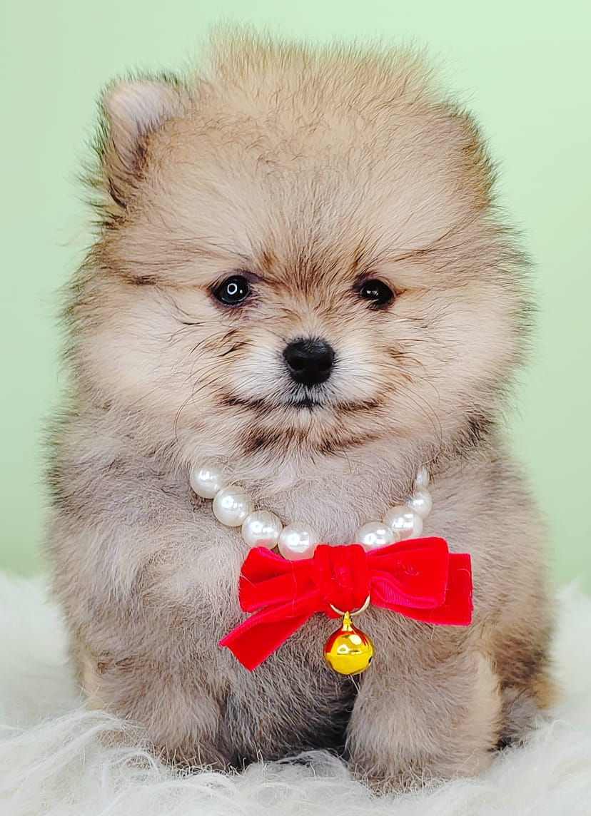 Pomeranian 博美