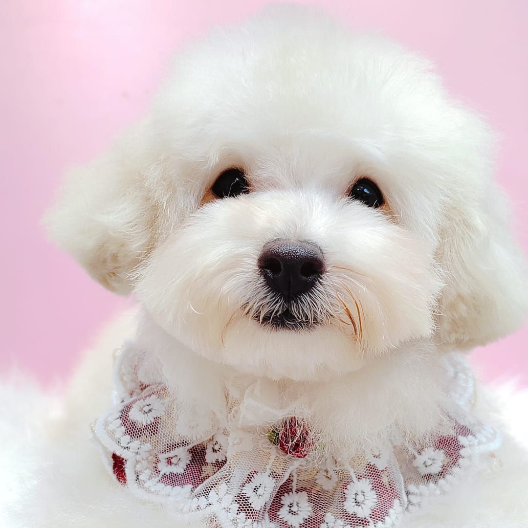 Bichonpoo 泰迪熊