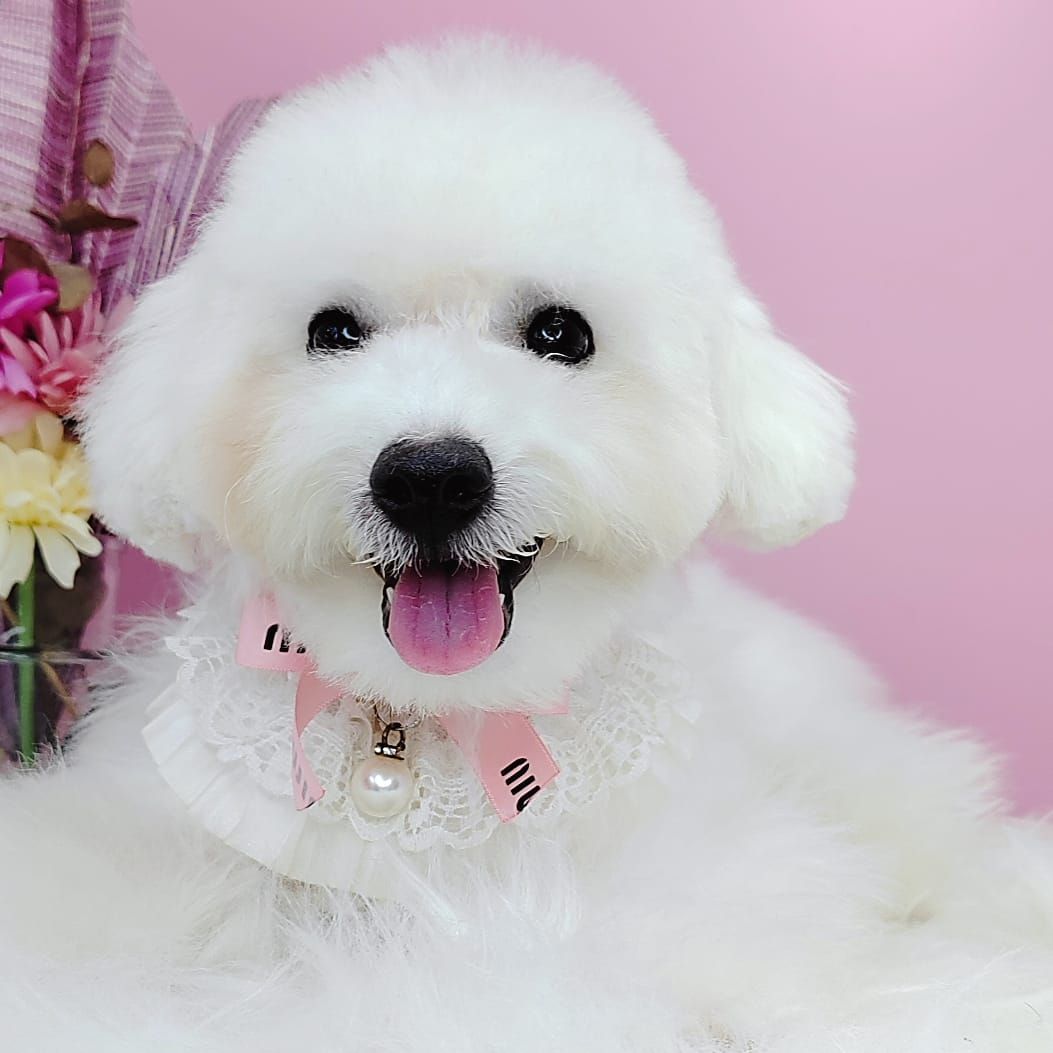 Poodle 娉拌开璐靛