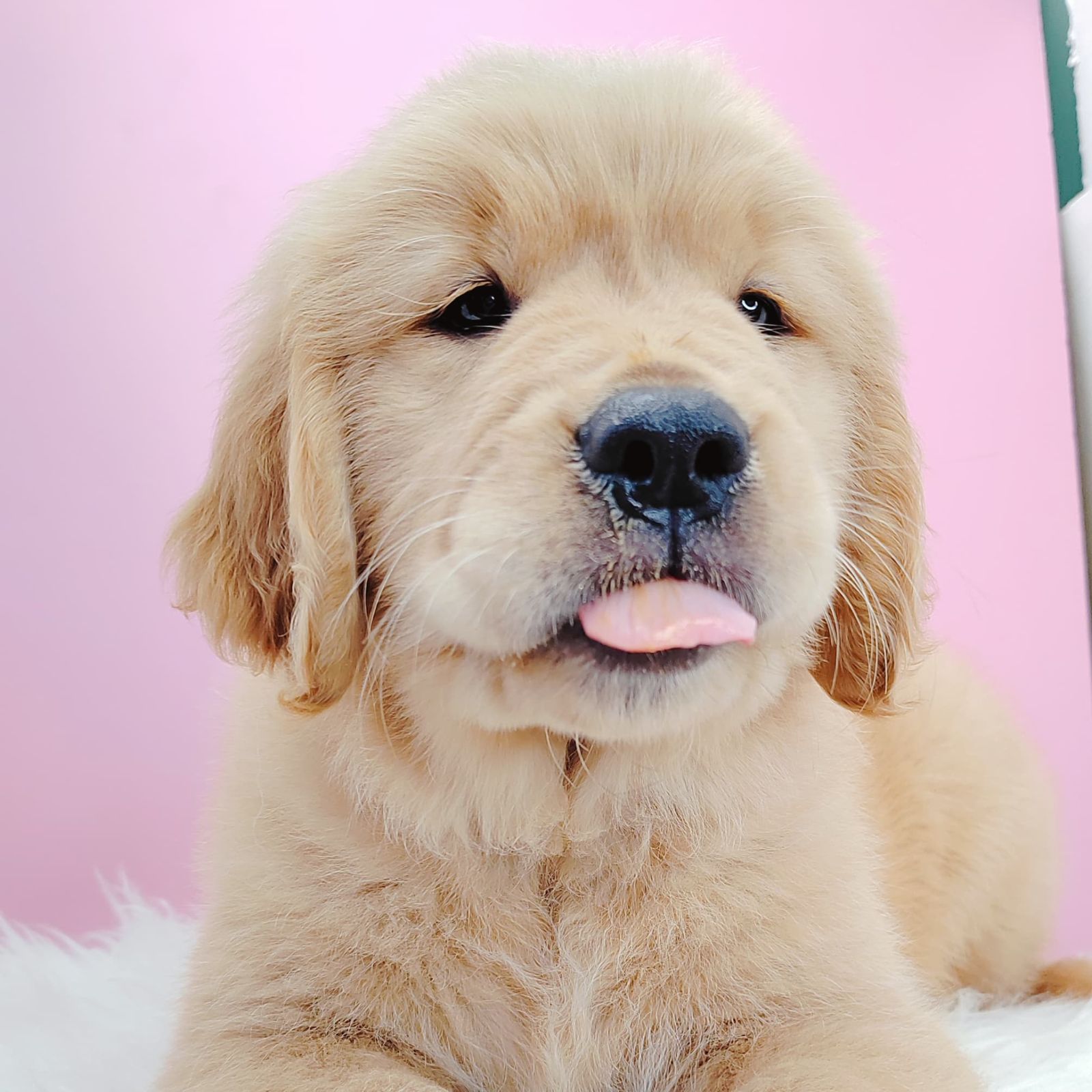 Golden Retriever 黄金猎犬