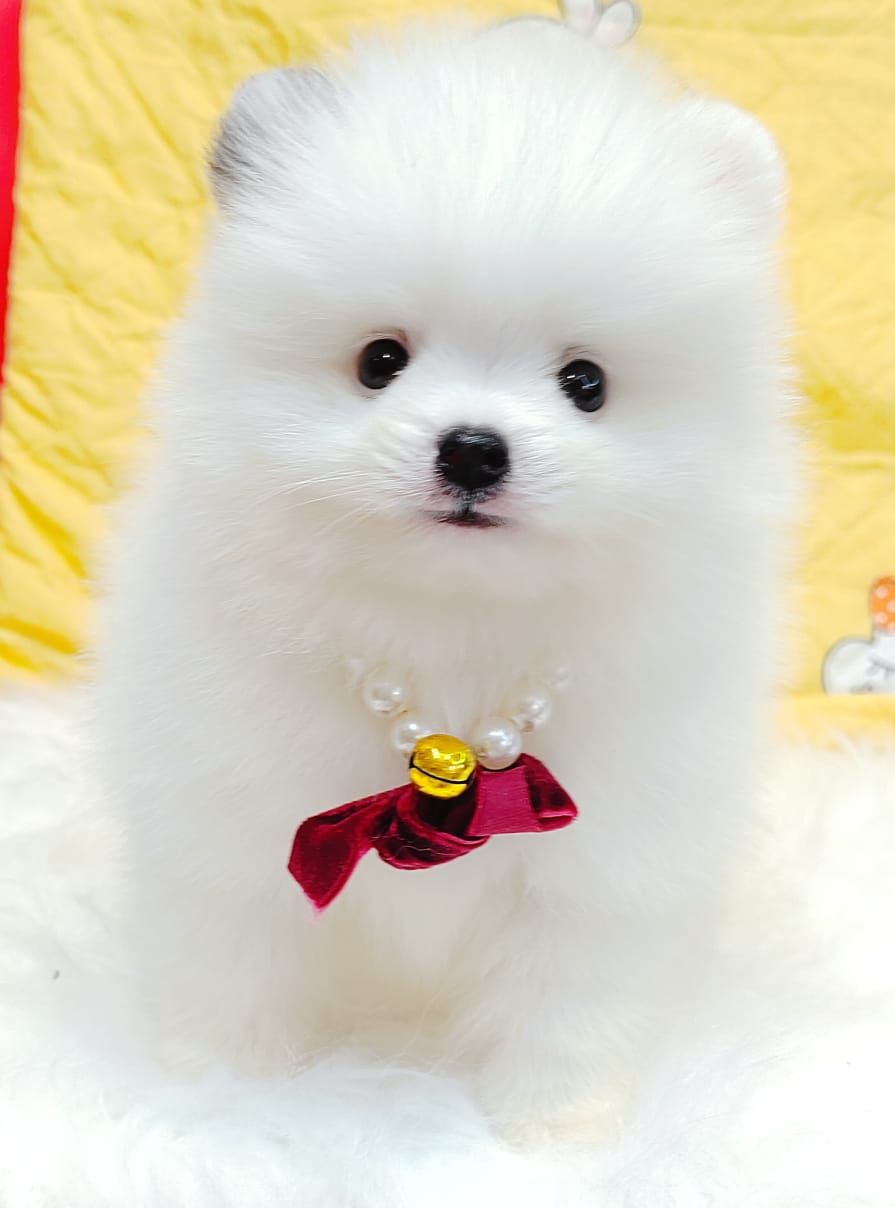 Pomeranian 博美