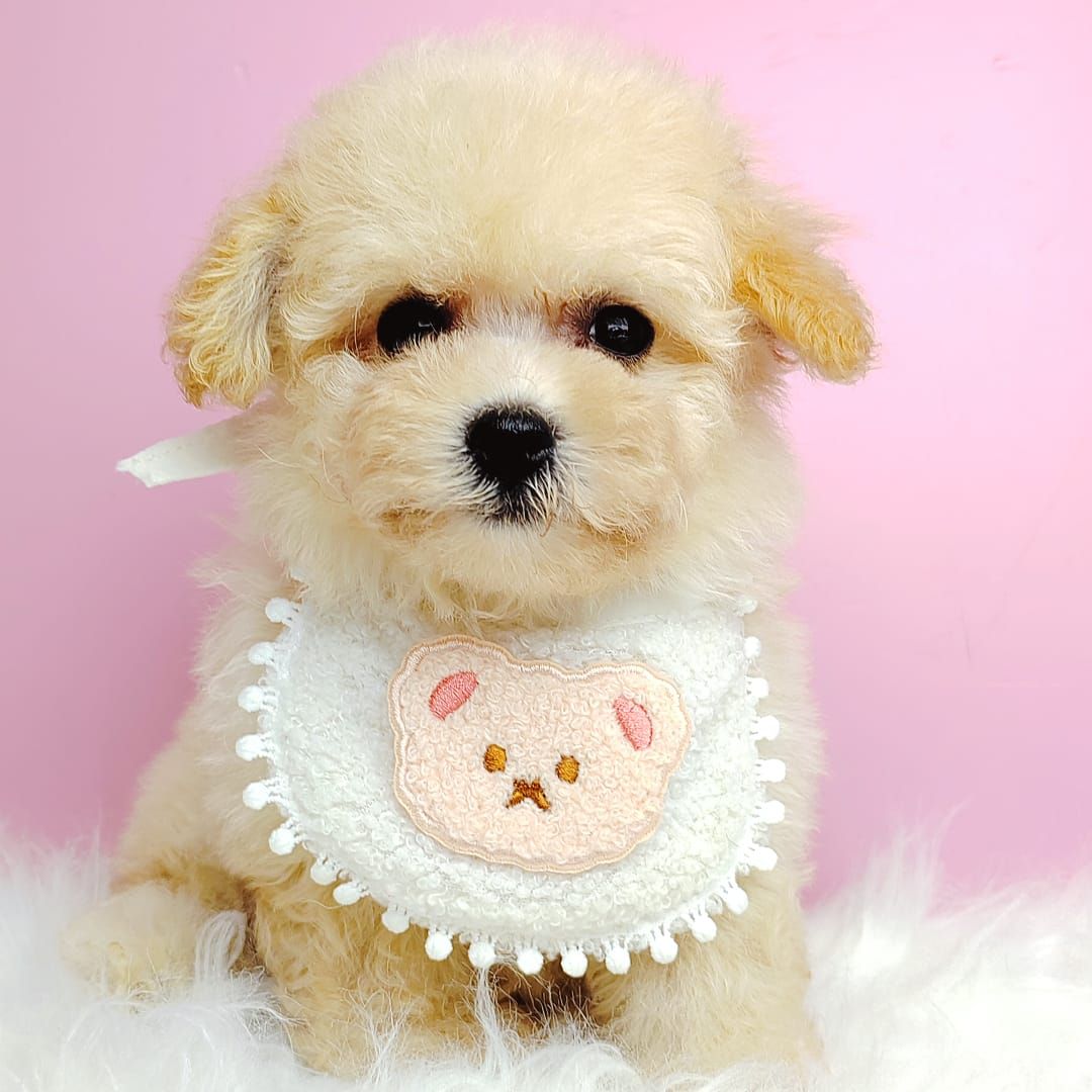 Poodle 娉拌开璐靛