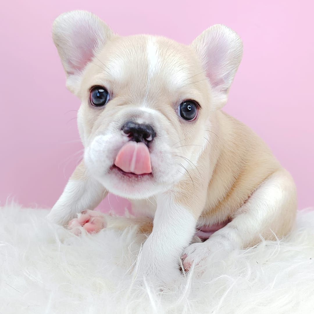 French Bulldog 法斗
