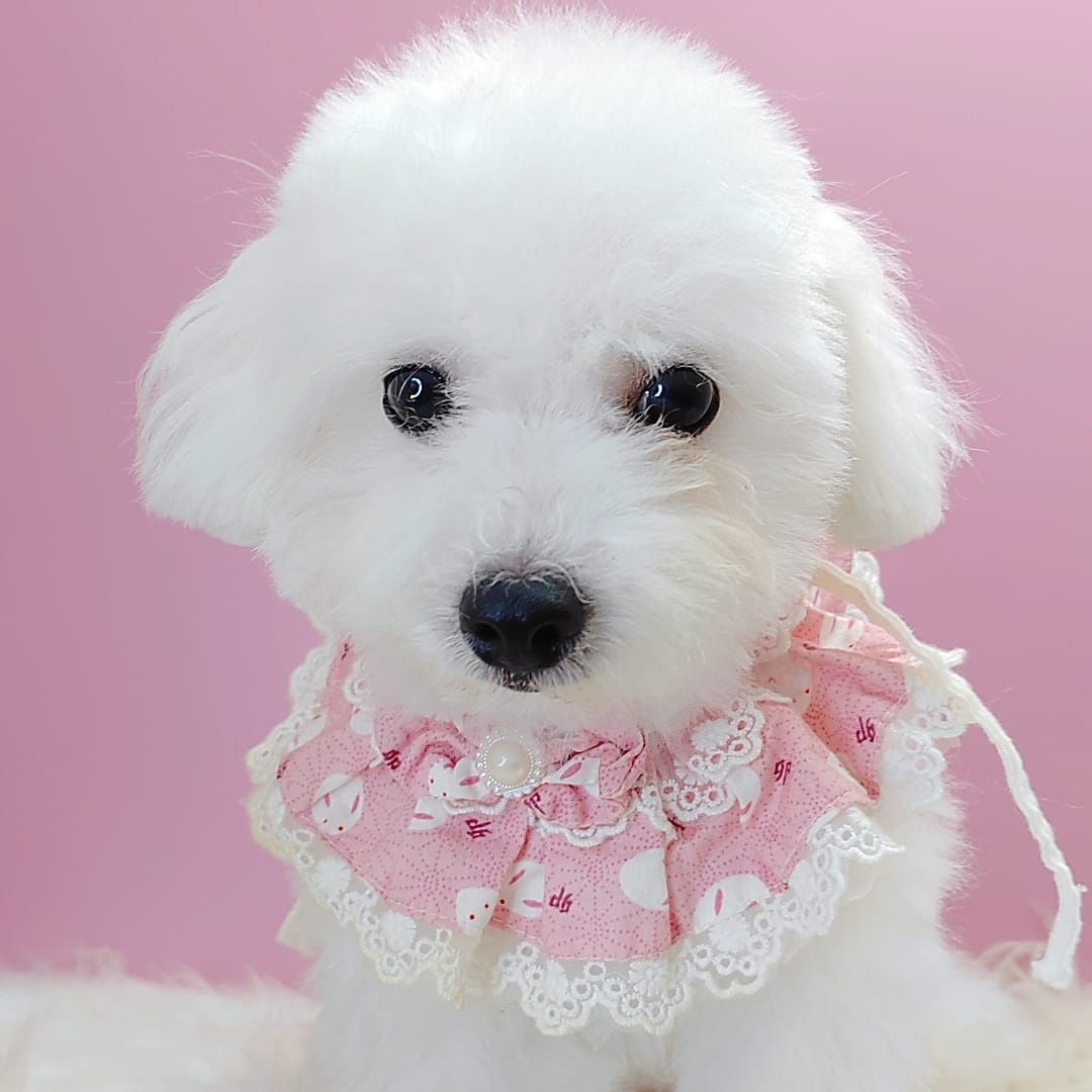 Poodle 娉拌开璐靛