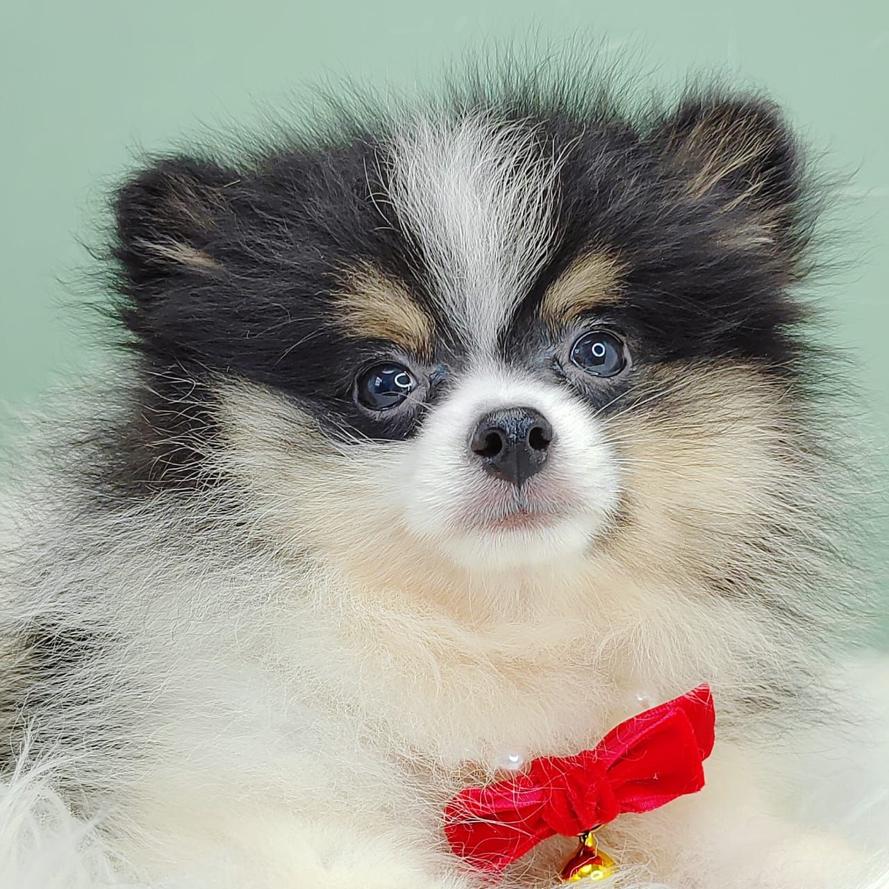 Pomeranian 博美