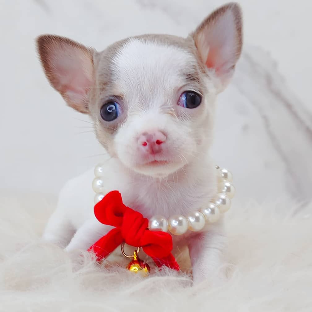 Chihuahua 吉娃娃