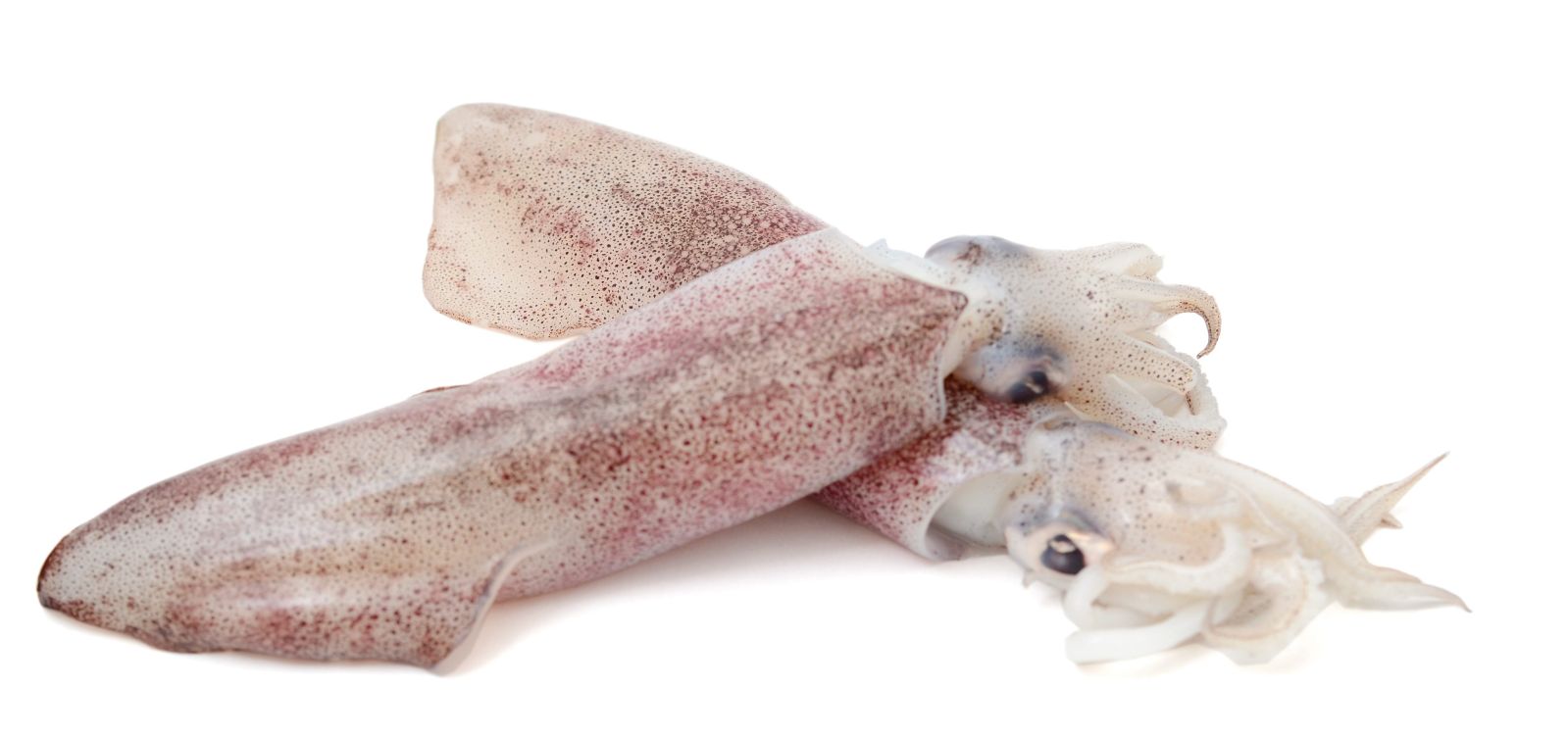 Frozen Squid