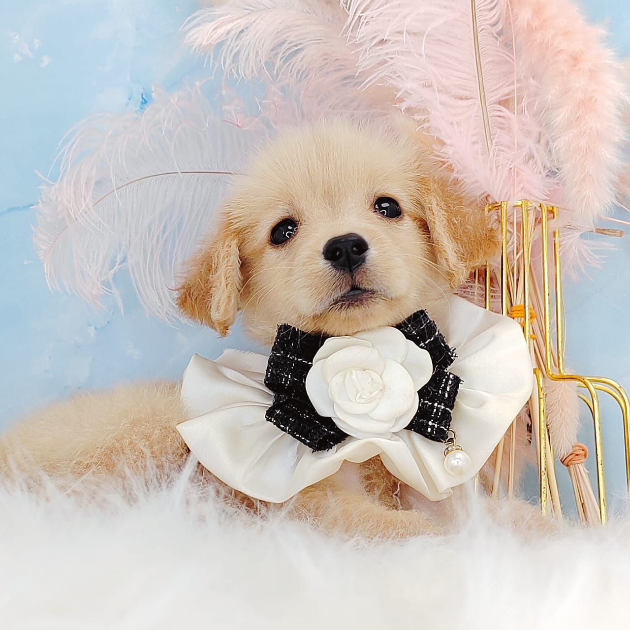 Golden Retriever 黄金猎犬