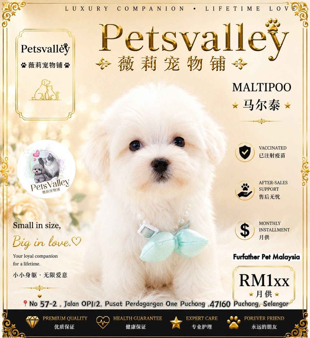 Maltipoo 马尔泰迪