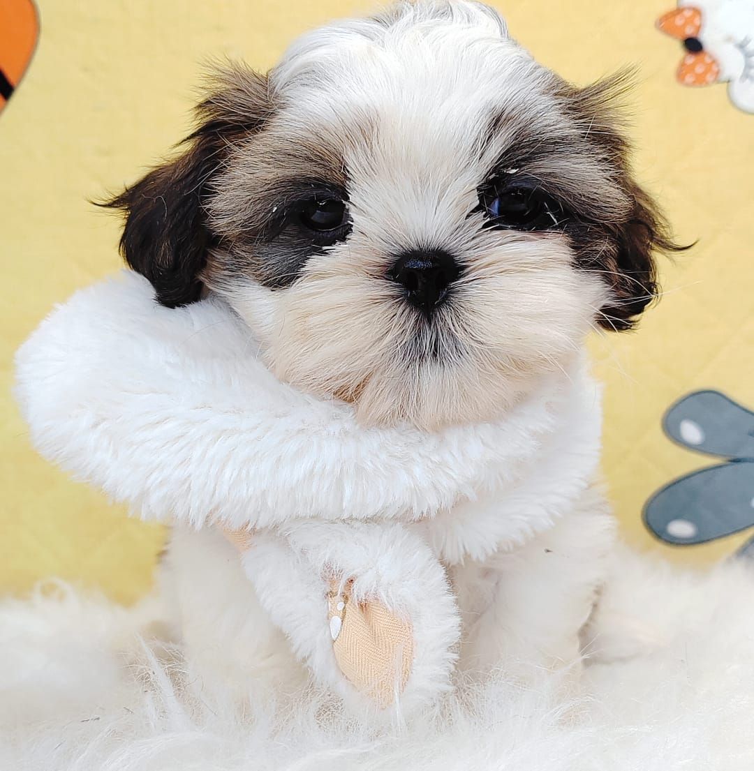 Shih Tzu 西施