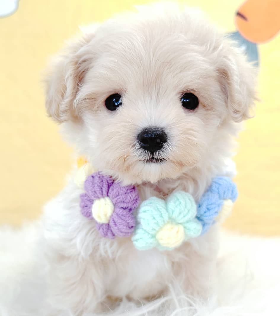 Maltipoo 马尔泰迪
