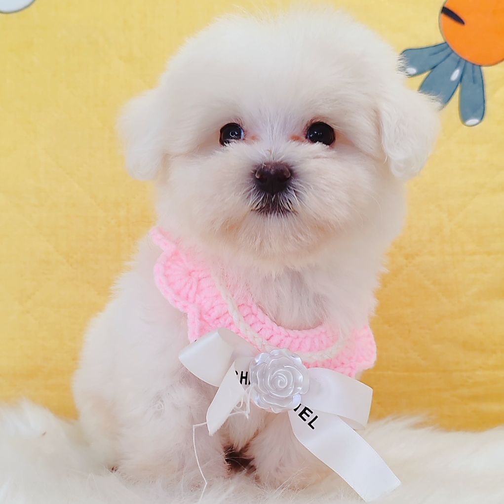 Maltipoo 马尔泰迪