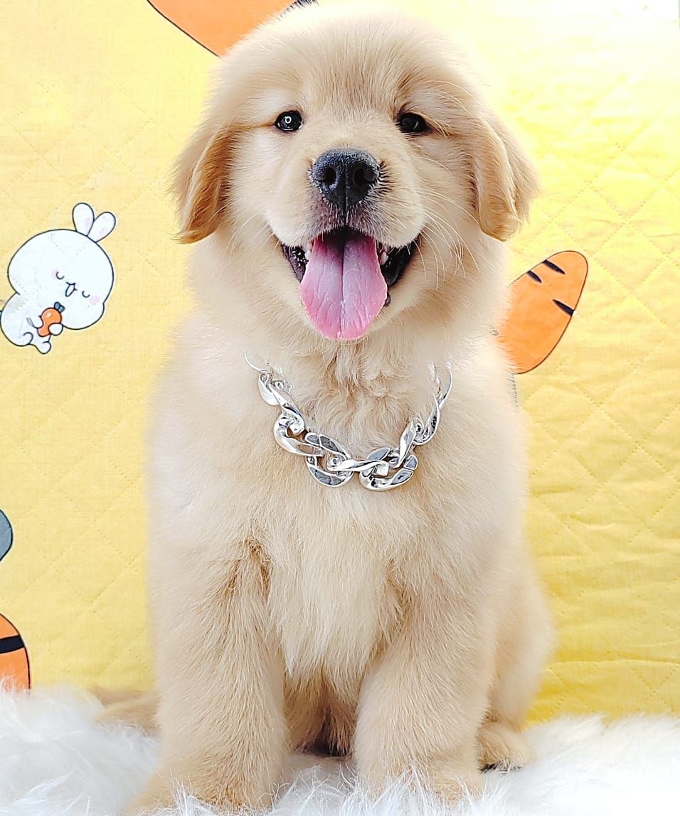 Poodle 娉拌开璐靛