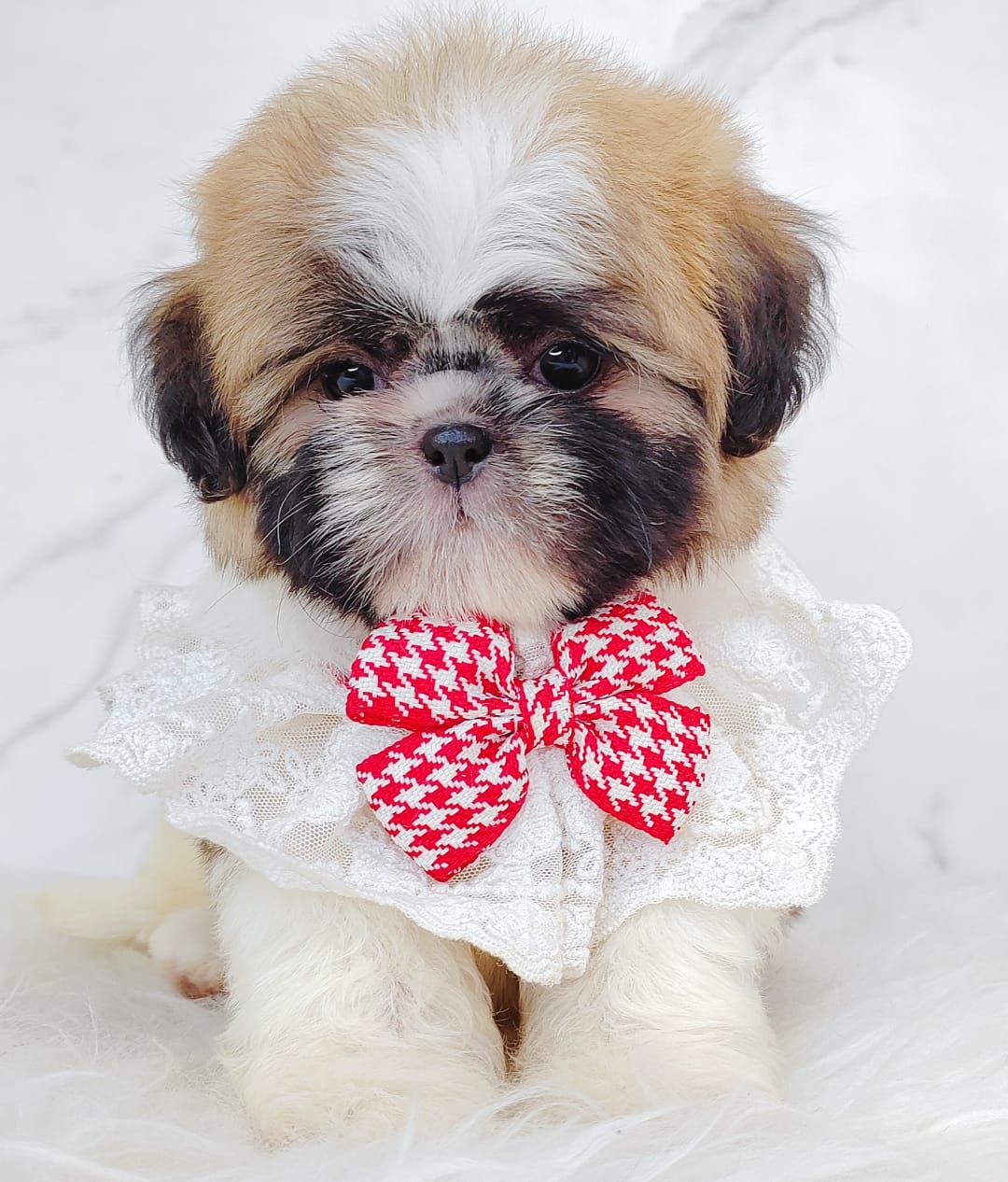 Shih Tzu 西斯