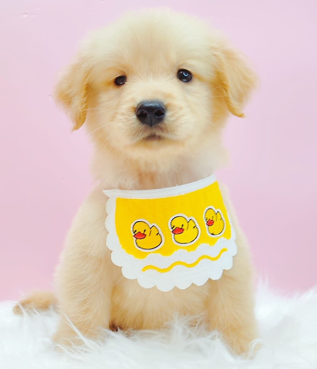 Golden Retriever 黄金猎犬
