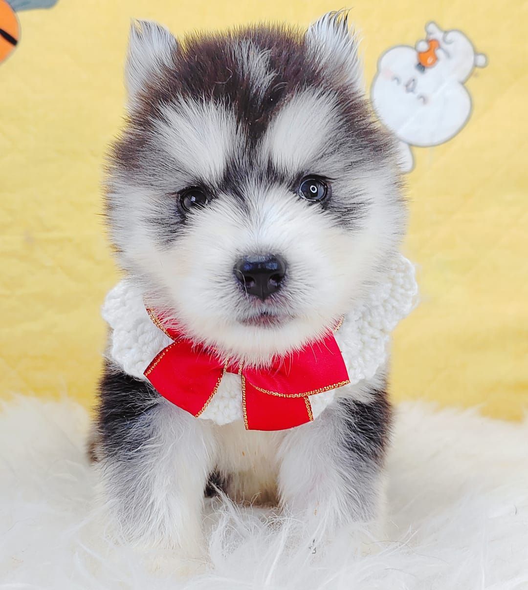 Pomsky 博士奇