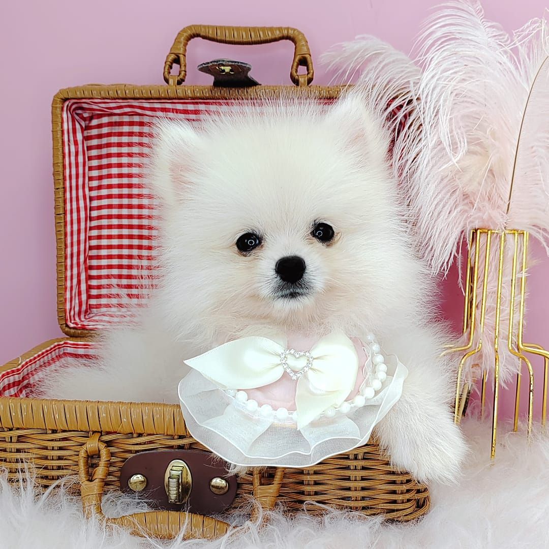 Pomeranian 博美