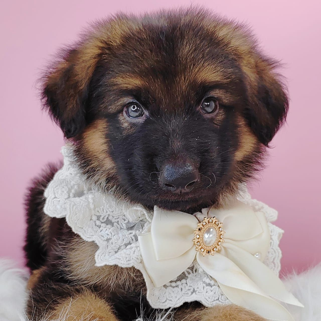 German Shepherd 德国牧羊犬