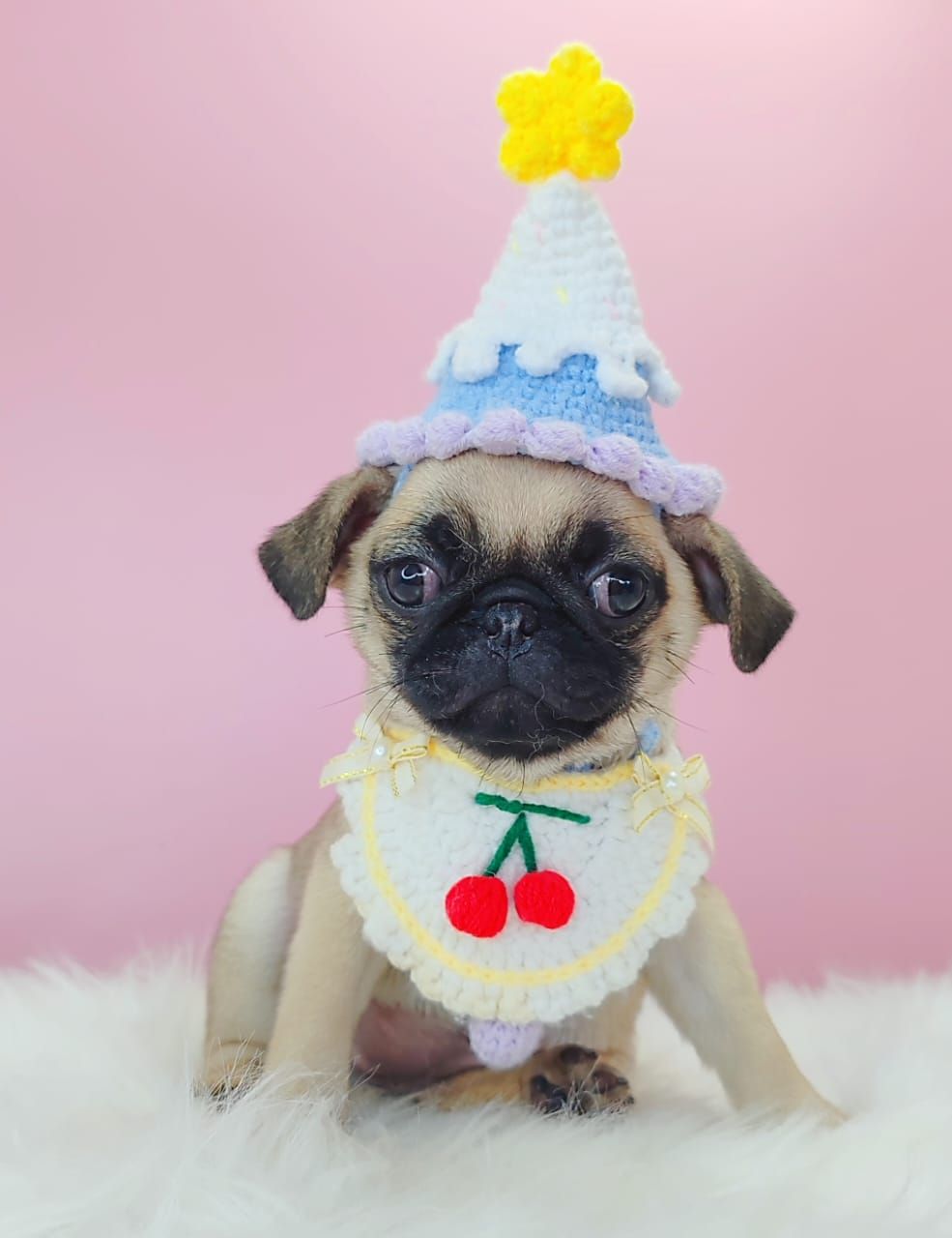 Pug 巴哥