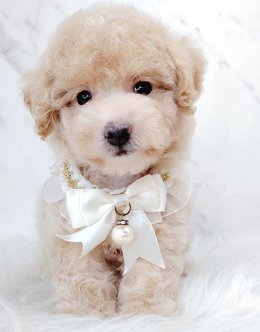 Maltipoo 马尔泰迪