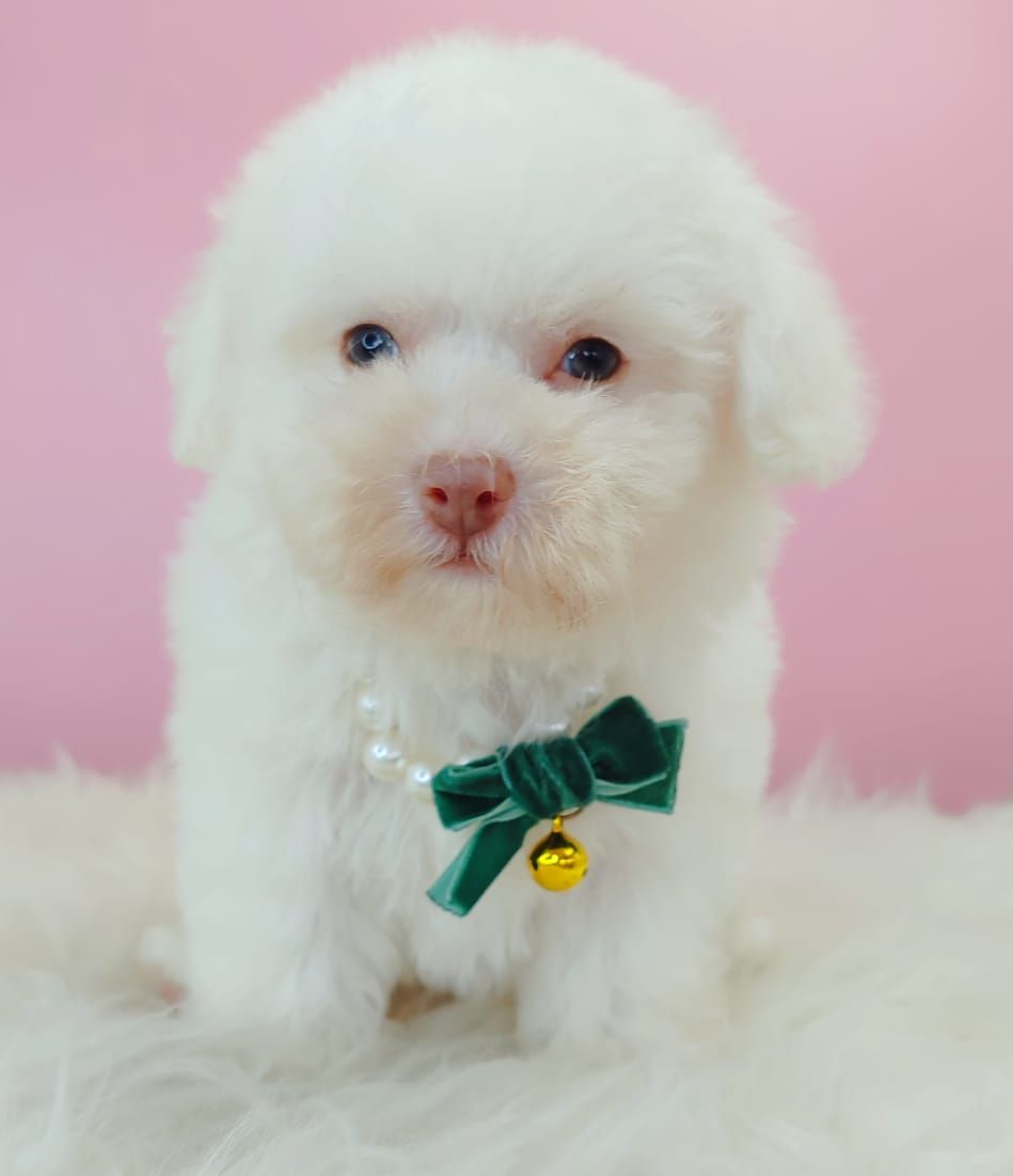 Bichonpoo 泰迪熊