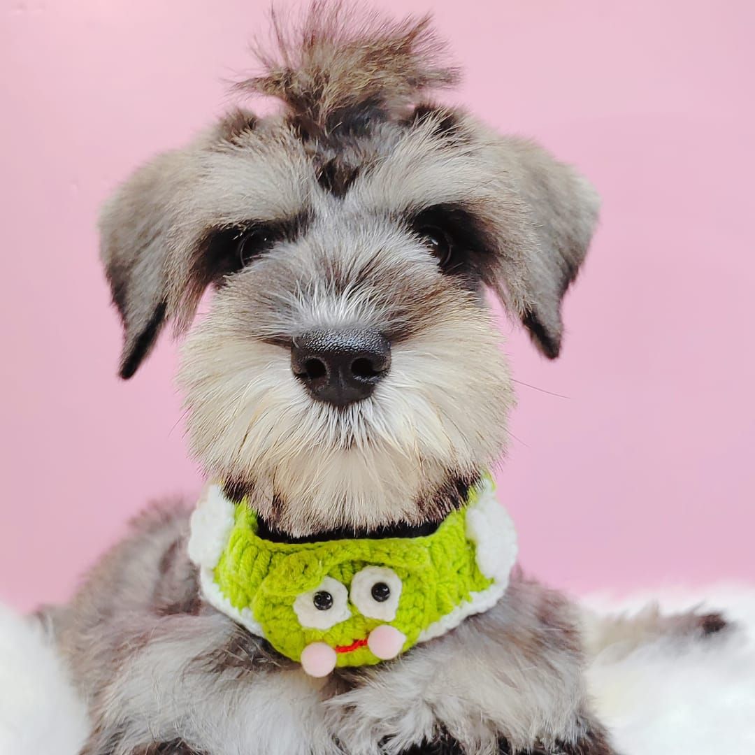 Schnauzer 雪纳瑞