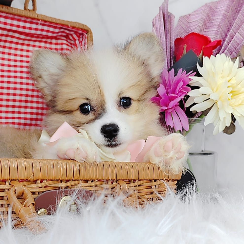 Welsh Corgi 柯基