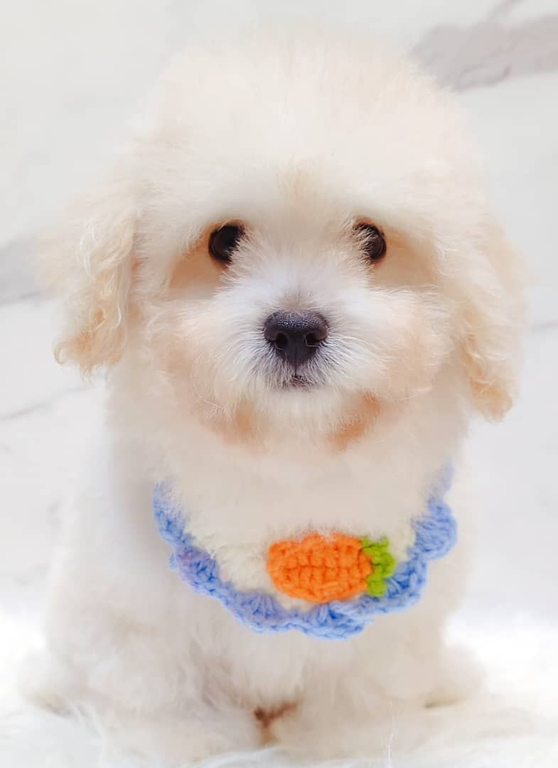 Poodle 娉拌开璐靛