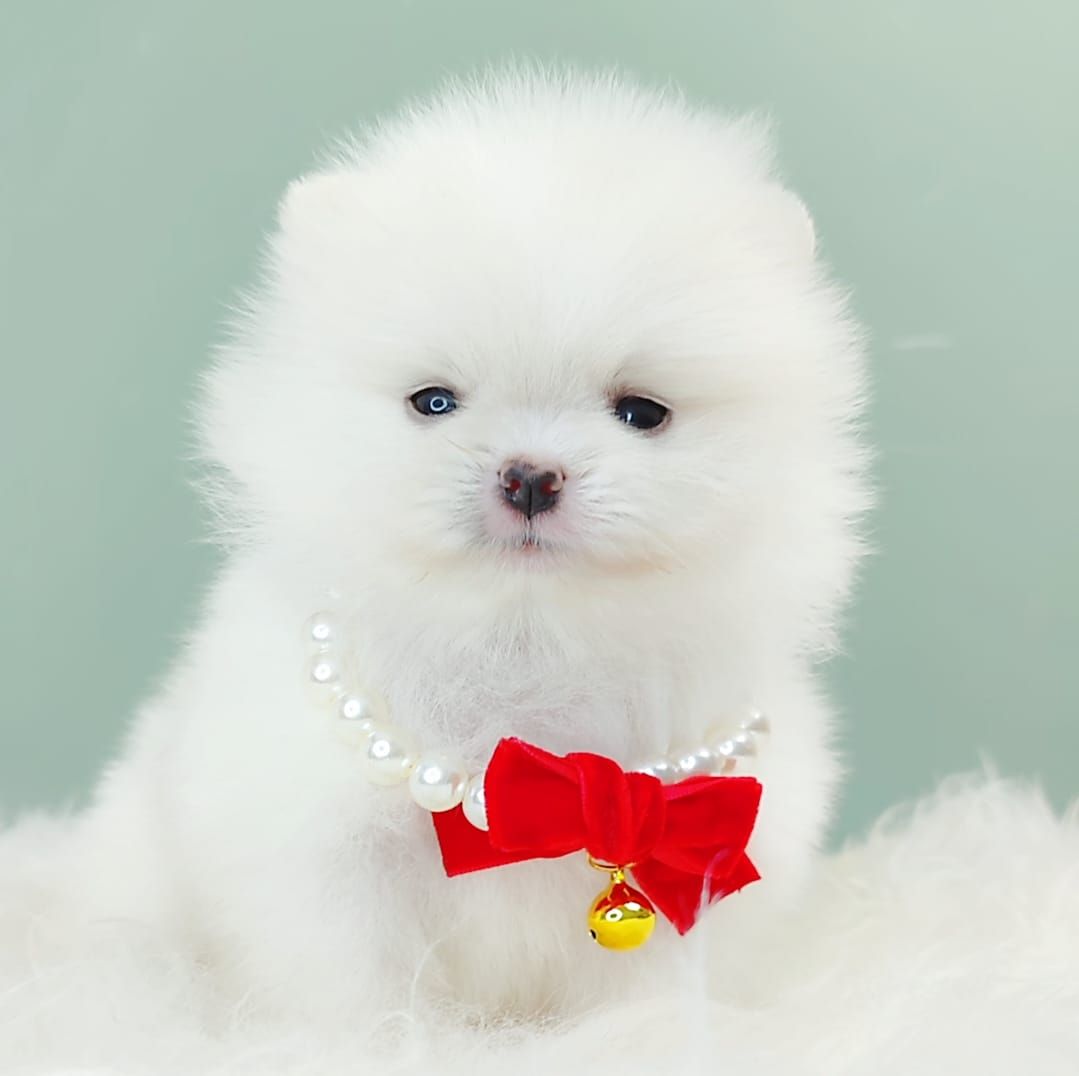 Pomeranian 博美