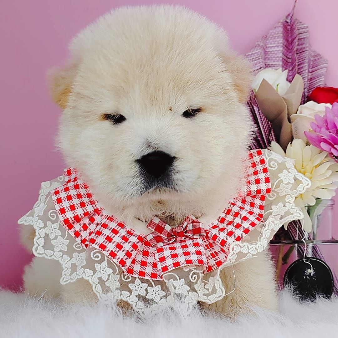 Chow Chow 松狮犬