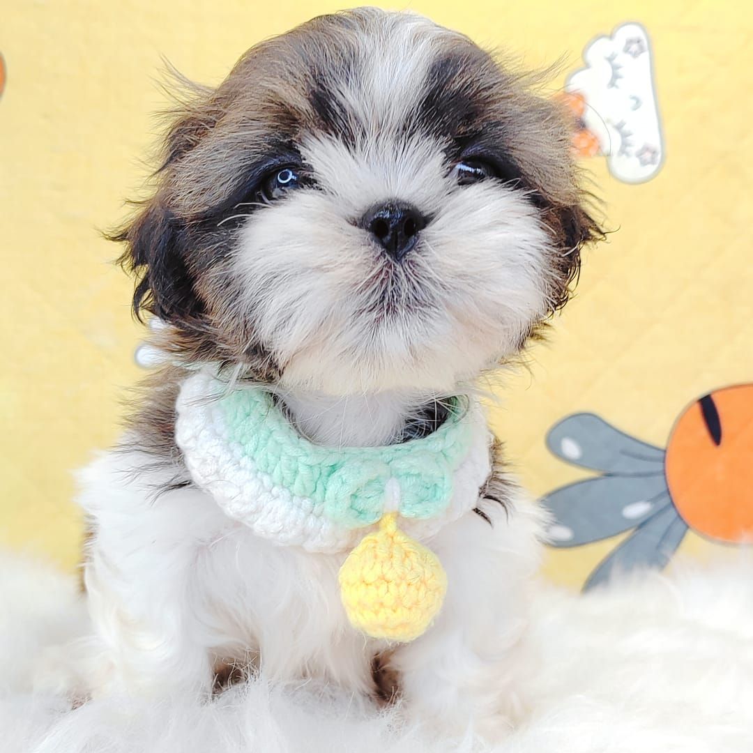 Shih Tzu 西施