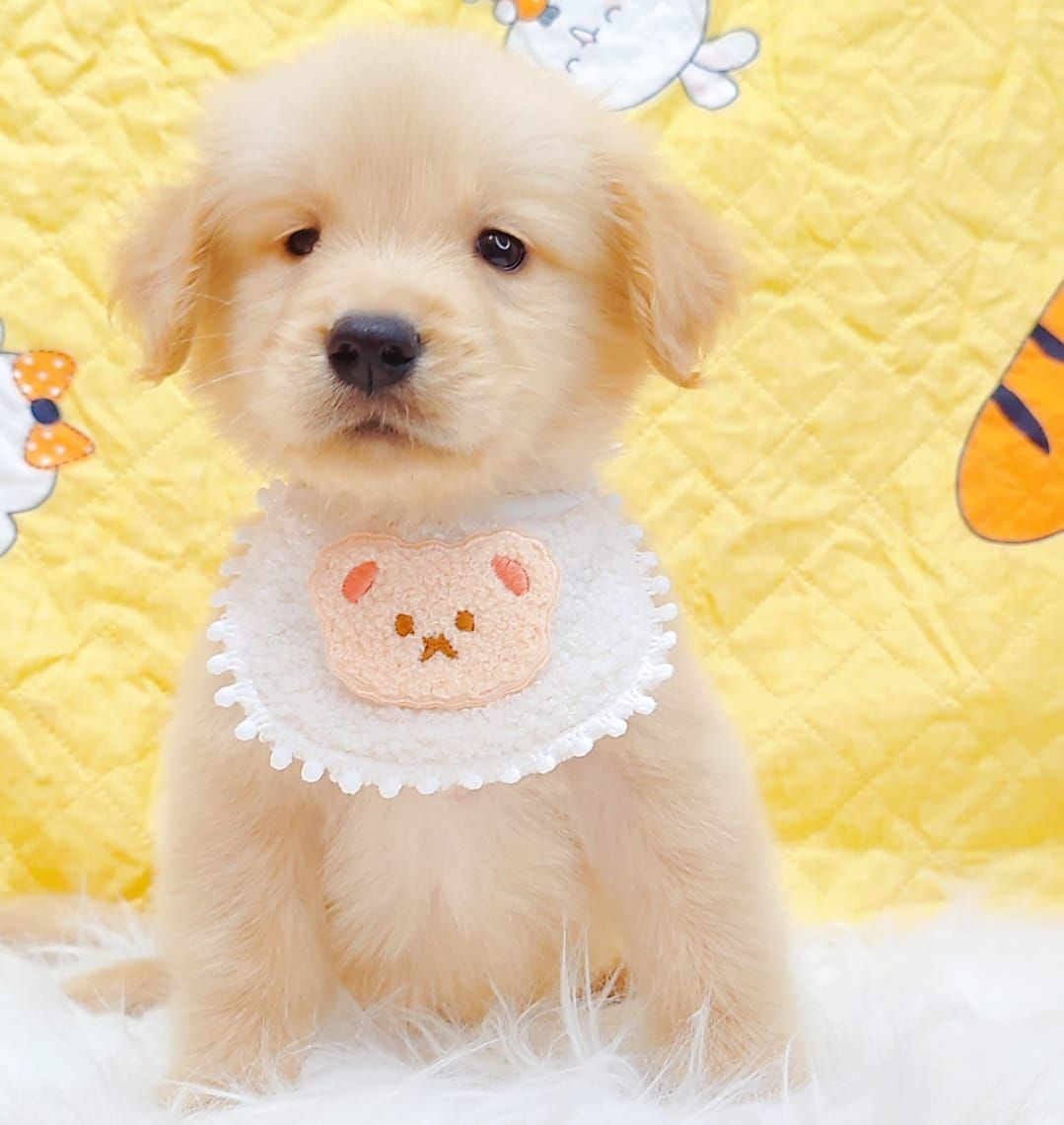 Golden Retriever 黄金猎犬