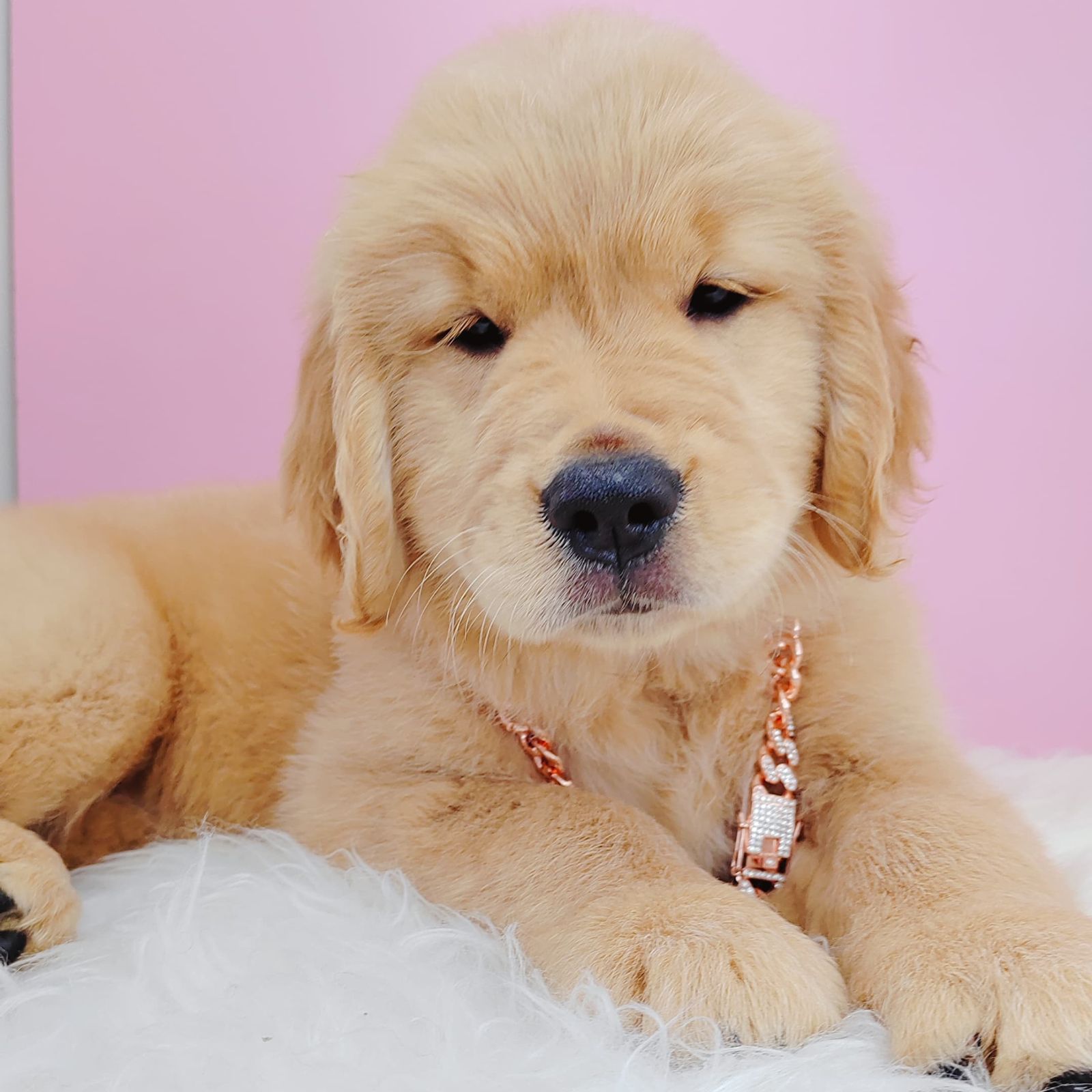 Golden Retriever 黄金猎犬
