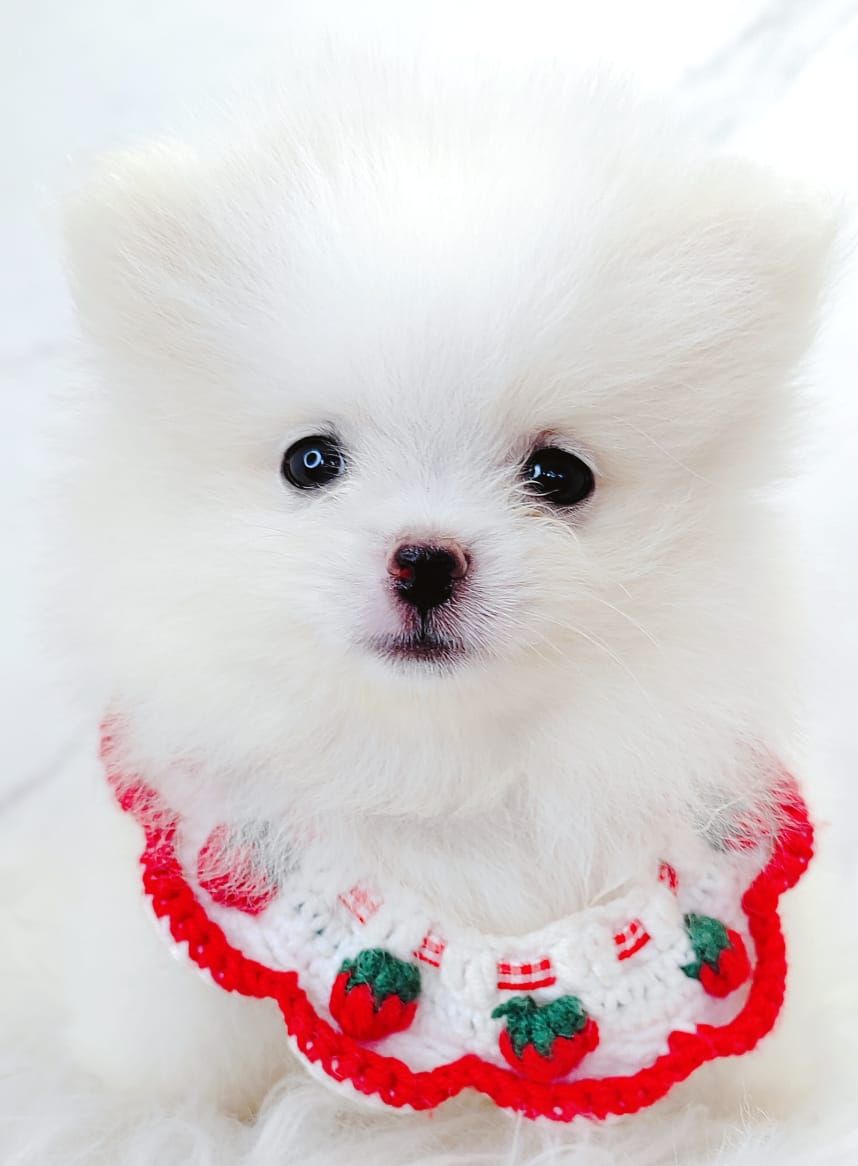Pomeranian 博美