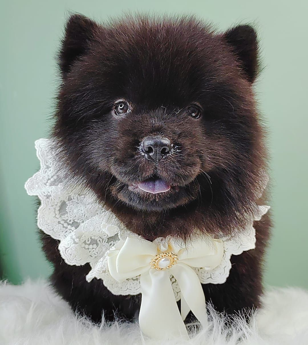 Chow Chow 松狮犬